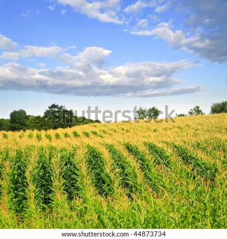 corn field on small scale