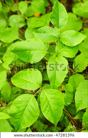 poison ivy plant. stock photo : Poison ivy