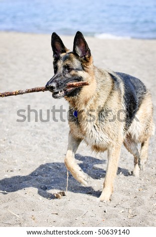 Healthy and active German Shepherd dog fetching stick on beach