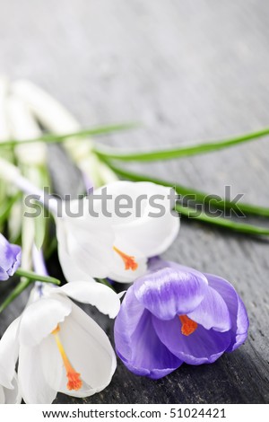 Fresh cut white and purple spring crocus flowers