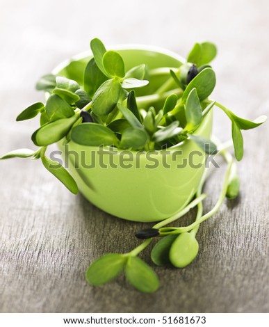 Organic green young sunflower sprouts in a cup