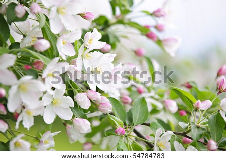 apple tree branch. apple tree branches in