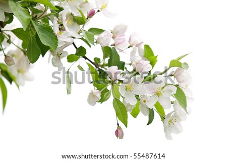 apple tree branch. Blooming apple tree branch