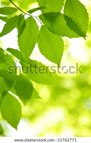 Green spring tree leaves  in clean environment, natural background