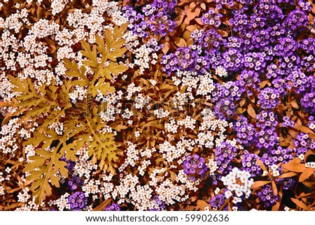 Colorful white and purple rock cress ground cover plants in a garden
