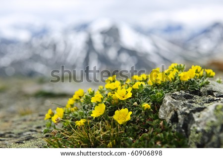 Alpine meadow with potentilla flowers blooming on Whistlers mountain in Jasper National Park, Canada