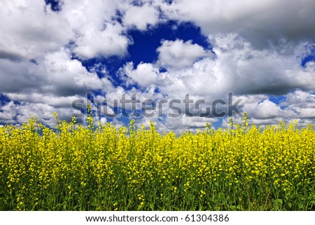 Agricultural landscape of canola or rapeseed farm field in Manitoba, Canada