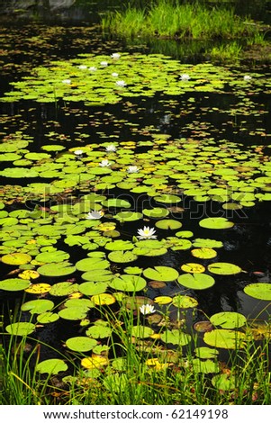 Lily pads and water lilies on lake surface in Northern Ontario wilderness