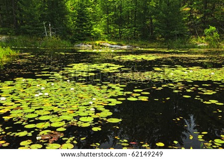 pads water lily lilies lake pond wilderness ontario surface northern shutterstock search gograph