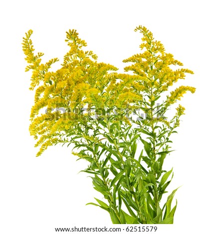Blooming goldenrod plant isolated on white background