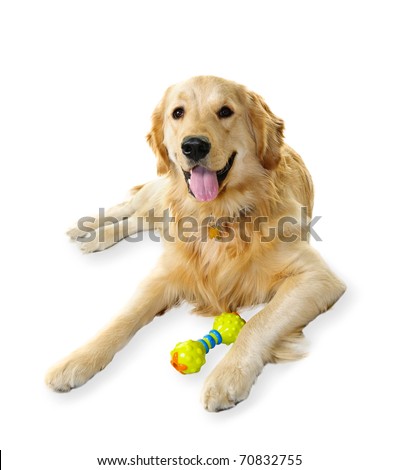 Golden retriever pet dog laying down with toy isolated on white background
