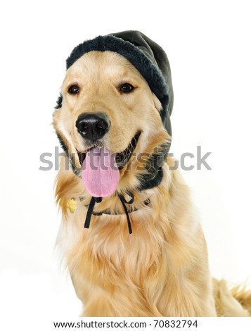 Funny golden retriever dog wearing winter hat  isolated on white background