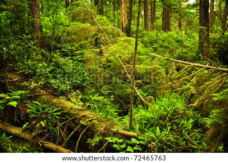 Bc Temperate Rainforest