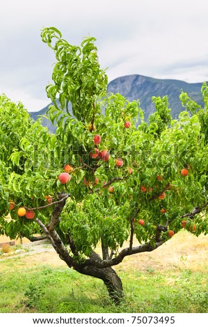 Peach tree with ripe fruit in Okanagan valley, British Columbia Canada