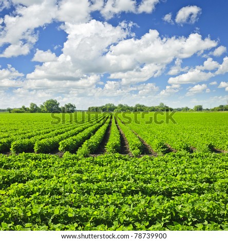 Rows of soy plants in a cultivated farmers field