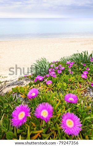 Sea fig flowers blooming on Aegean coast in Chalkidiki, Greece