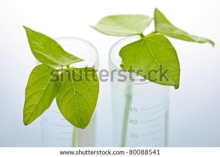 Genetically modified plant seedlings in two test tubes