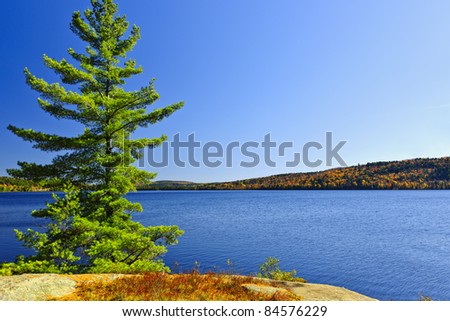 Tree and fall forest on rocky shore at Lake of Two Rivers, Algonquin Park, Ontario, Canada