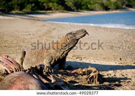 Komodo Dragon having meal on beach.