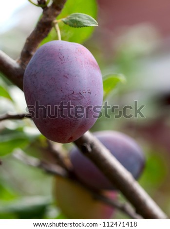 Ripe plum on branch