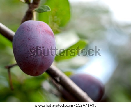 Ripe plum on branch