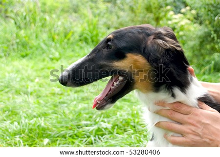dog and woman hands