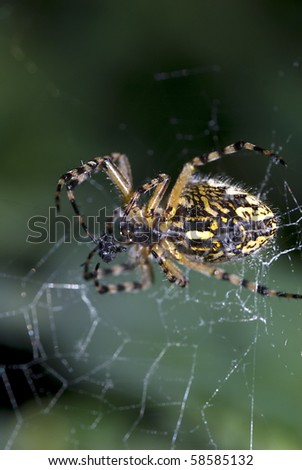 oak spider working on its net
