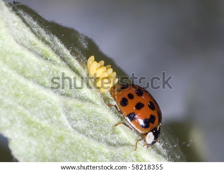 Asian lady beetle during oviposition  (Harmonia axyridis)