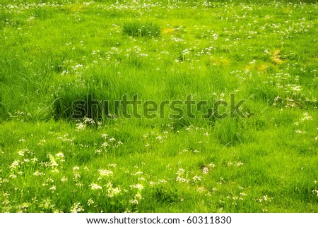 bright green meadows in spring