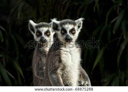 two Ring-tailed Lemurs (Lemur catta) frontal portrait