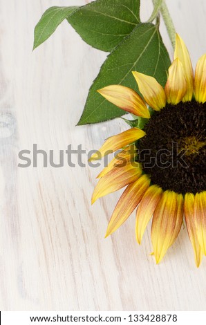 Beautiful Sunflower ion wooden white background.