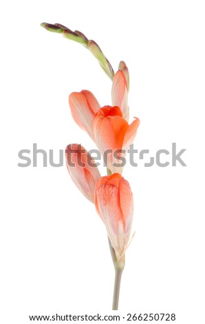 Beautiful orange lilies isolated on white background.