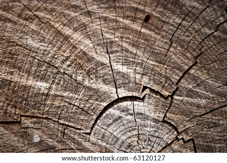 Old pine tree cut texture.