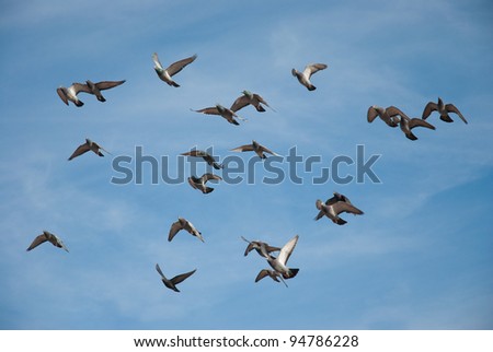 Doves and pigeons in flight, blue sky background