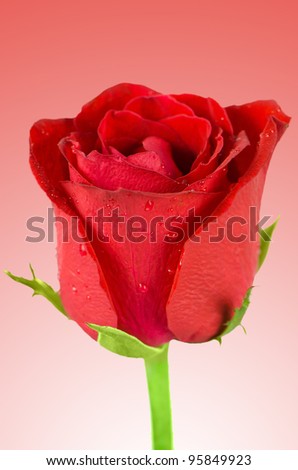 Beautiful red rose on red gradient background.
