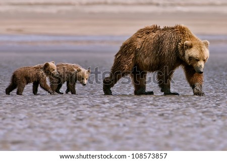 grizzly bear sow and two cubs search for clams in tidal flats near lake clark national park, alaska