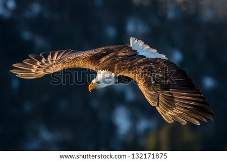 American Bald Eagle Diving In Flight Against Forested Alaska Mountain
