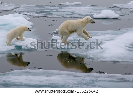 Mother Polar Bear And Cub Jumping Across Ice Floe In Arctic Ocean North Of Svalbard Norway