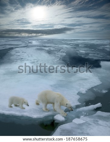 high angle of mother polar bear and cub walking on ice floe in arctic ocean north of svalbard norway, illustrated with arctic sun and sky