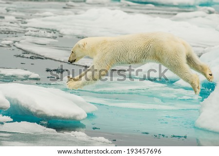 polar bear leaps across ice floes in the arctic sea above svalbard norway