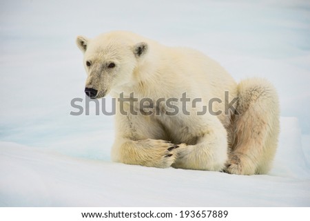 polar bear sitting on ice floe with snow and ice background