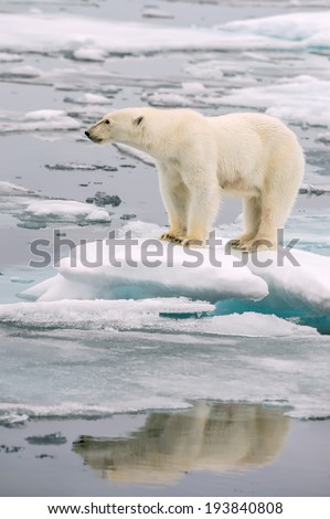polar bear poses on melting ice floe in arctic sea, with reflection in water