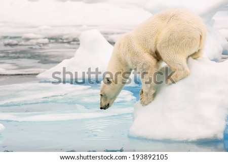 polar bear looking into water from arctic ice floe