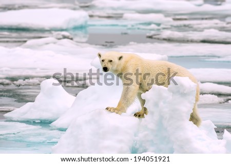 polar bear on ice floe in arctic sea, looking into camera