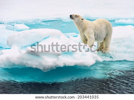 polar bear sniffing on an ice floe in the arctic ocean above svalbard norway