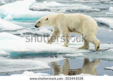 polar bear walking along ice floes in arctic ocean above svalbard norway