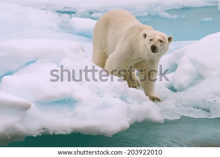 polar bear roams on melting ice floe in arctic sea above svalbard norway