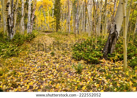 leaf-littered backwoods road in an aspen forest in colorado in autumn
