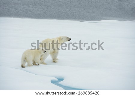 Mother and cub polar bears walk along ice floe in Arctic Ocean above Svalbard Norway