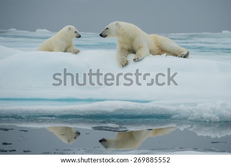 Mother polar bear with her cub look at each other while resting on ice floe in Arctic Ocean above Svalbard